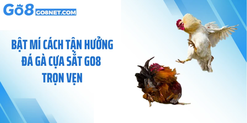 Bật mí cách tận hưởng đá gà cựa sắt GO8 trọn vẹn