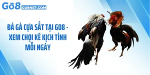 Đá Gà Cựa Sắt Tại GO8 - Xem Chọi Kê Kịch Tính Mỗi Ngày