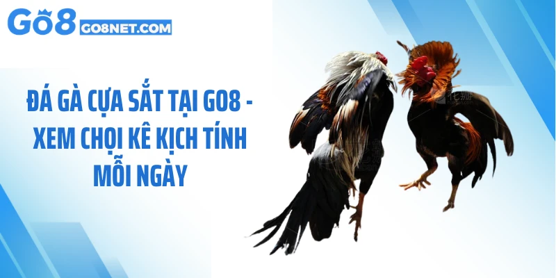 Đá Gà Cựa Sắt Tại GO8 - Xem Chọi Kê Kịch Tính Mỗi Ngày