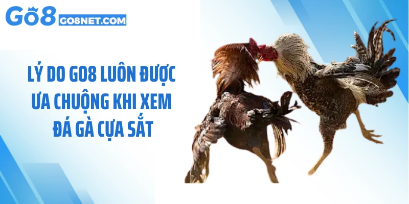 Lý do GO8 luôn được ưa chuộng khi xem đá gà cựa sắt